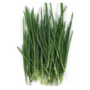 Wheat Grass Microgreen