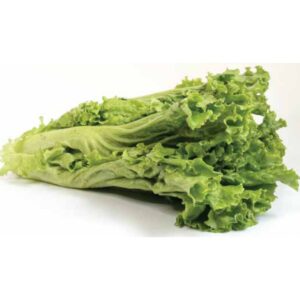 Green Lettuce