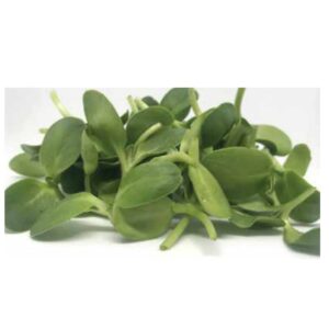 Sunflower Microgreen
