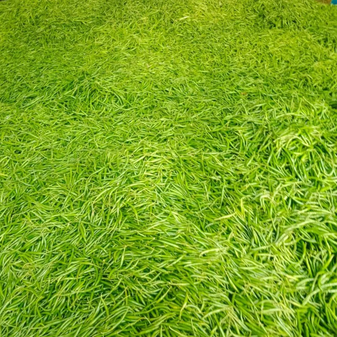 Green Chilli